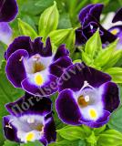 17537530443436_high-res-jpg-hi-lite-deep-blue-70098066-is.jpg