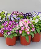 17537530443944_70099522-flower-is.jpg