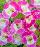17537530447017_high-res-jpg-hi-lite-pink-70107057-is.jpg