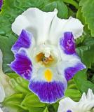 17537530448422_hi-lite-blue-white-beacon-is.jpg