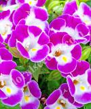 17537530449033_high-res-jpg-hi-lite-magenta-70094184-is.jpg