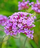 17537542378327_499591-verbena-bonariensis-close-up-is.jpg