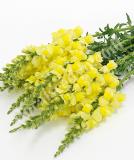 17537558751186_early-yellow-is.jpg