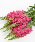 17537558754768_dark-pink-is.jpg