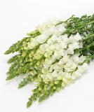 17537558754792_white-is.jpg