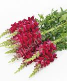 17537558755491_crimson-is.jpg