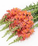 17537558755657_orange-is.jpg