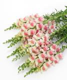 17537558756029_appleblossom-is.jpg