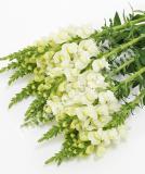 17537558756502_ivory-white-1-is.jpg