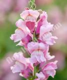 17537558757515_potomac-lavender-is.jpg