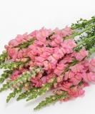 17537558758212_pink-is.jpg
