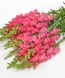 17537565321203_rose-isa.jpg