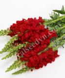 17537565322477_red-is.jpg