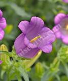 17537580888148_campana-lilac-is.jpg