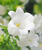 17537580889343_cam-campana-white-is.jpg