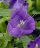 17537580889652_campana-blue-is.jpg