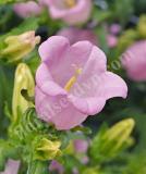 17537580889742_campana-pink-is.jpg