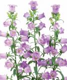 17537591342680_s215294_champion_ll_lilac-is.jpg
