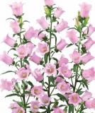 17537591344762_s215293_champion_ll_pink-is.jpg