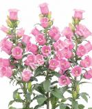 17537591344973_s215291_champion_ll_rose-is.jpg