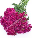 17537742651168_sw.-magenta-bicolor-is.jpg