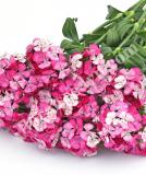17537742652863_sweet-rose-magic-is.jpg