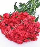 17537742652943_sweet-coral-is.jpg
