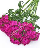 17537742654228_sw.-neon-purple-is.jpg