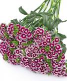 17537742654598_sw.-purple-white-bicolor-is.jpg