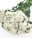17537742655181_sweet-white-is.jpg