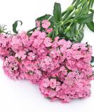 17537742656627_sw.-pink-is.jpg