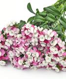 17537742658160_sweet-pink-magic-is.jpg