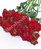 17537742658389_sweet-red-is.jpg