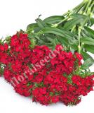 17537742658424_sweet-cherry-is.jpg
