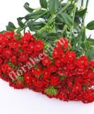 17537742658953_sweet-scarlet-is.jpg