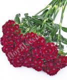 17537742659515_sweet-purple-is.jpg