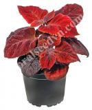 17538662544031_high-res-jpg-mezmerize-rusty-red-is.jpg
