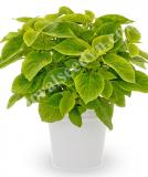 17538662548063_screen-ppt-png-mezmerize-lime-green-is.jpg