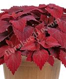 17539252981301_coleus_sweet_paprika_pot_pantone-is.jpg