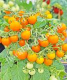 17539289687549_968710-sweet-burst-orange-is.jpg