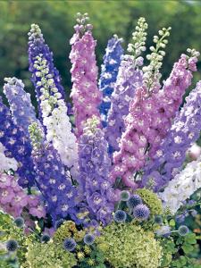 Delphinium - Phi Yến