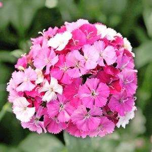 Dianthus - Cẩm chướng cắt cành