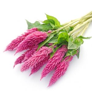 Celosia - Mào gà cắt cành