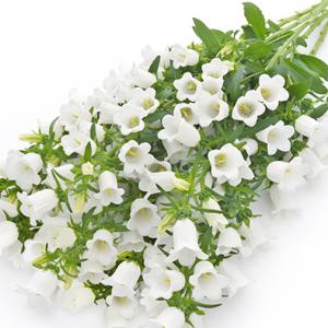 Campanula - Hoa Chuông cắt cành