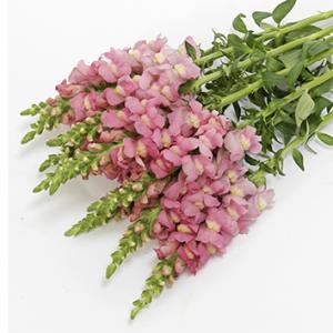 Antirrhinum - Mõm sói cắt cành