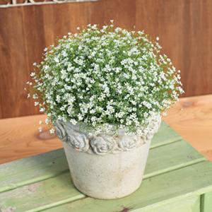 Gypsophila - Hoa baby