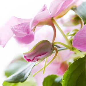 Impatiens - Mai địa Thảo