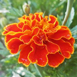 Marigold - Vạn thọ