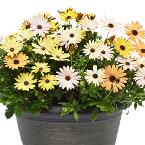 Osteospermum - Cúc Margarita