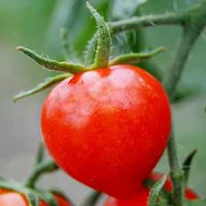 Tomato - Cà chua